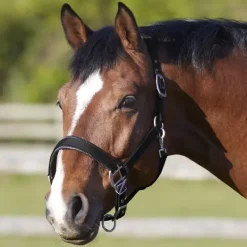 BITZ DELUXE PADDED HEADCOLLAR BLACK