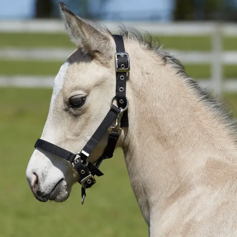 Bitz Fully Adjustable Foal Slip Black