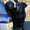 Black Labrador Notecards by Charles Sainsbury-Plaice