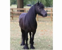 Breyer Carltonlima Emma - The Queen's Pony