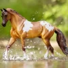 Breyer Red Dun Pintaloosa