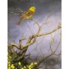 Greeting Card - Yellowhammer & Gorse by Dick Twinney
