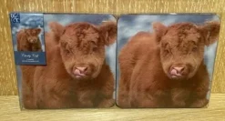 Highland Calf Coaster Pack Of 6