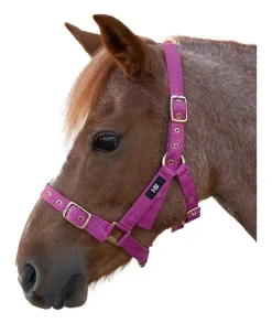 Hy Holly Fully Adjustable Head Collar