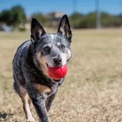 Kong Ball