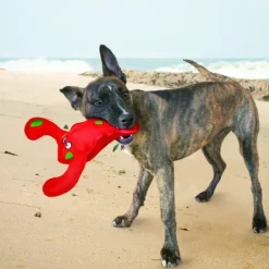 KONG Belly Flops Lobster