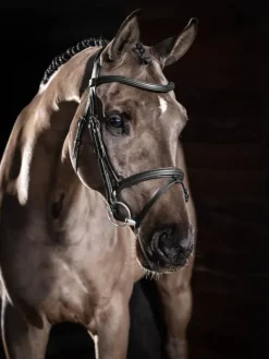 LeMieux Arika Flash Bridle