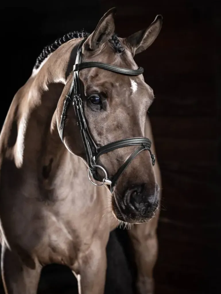 LeMieux Arika Flash Bridle