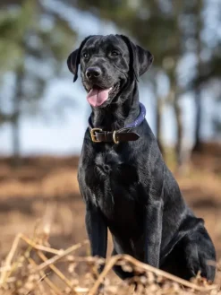 Lemieux Ascot Rope Dog Collar