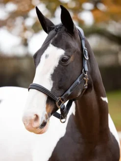 LeMieux Capella Headcollar AW24
