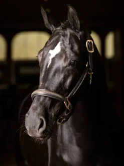 LeMieux Leather Crystal Headcollar