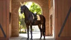 LeMieux Suede Dressage Square SS25