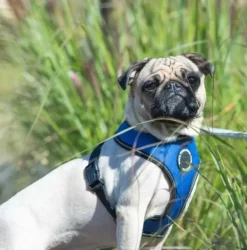 Pet London Trek Harness A
