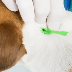Pyramid Lyme Disease Test Kit