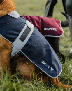 Reincoat Dog