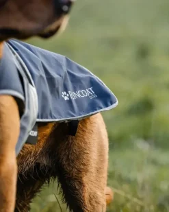 Reincoat Dog