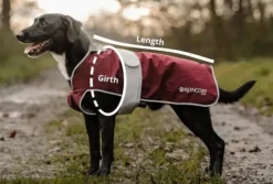 Reincoat Dog