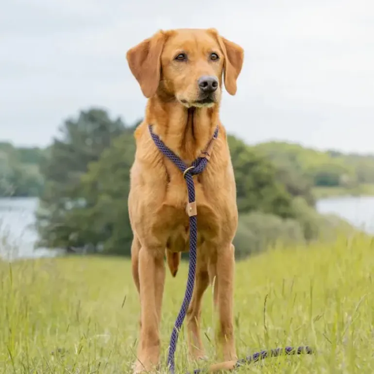 Ruff & Tumble Slip Lead