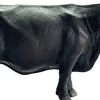 Schleich Black Angus Cow