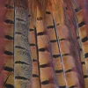 Shoot Game Cards - Pheasant Tail Feathers by Charles Sainsbury-Plaice